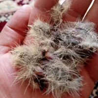 سلام جوجه سهره خ ا کی