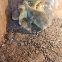 جوجه غاز ۲و۳روزه