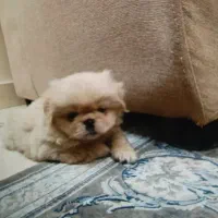 واگذاری  سگ پکینیز امپریال