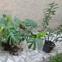 گل فردوس ، برگ انجیری، سانسوریا|گل و گیاه طبیعی|رشت, دیانتی|دیوار