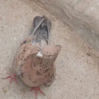 فروش کبوتر هفرنگ