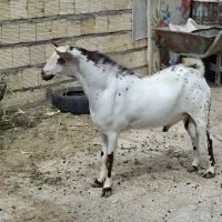 فروش بز صلاله گل توپی اصل
