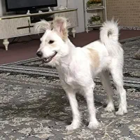 سگ اشپیتز تریر