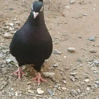 کبوتر|پرنده|امیدیه, |دیوار