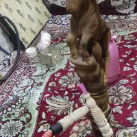 قلیون|کلکسیون و سرگرمی|خرمشهر, |دیوار