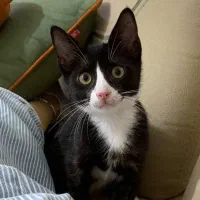 واگذاری رایگان گربه تاکسیدو عقیم شده