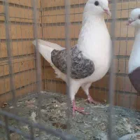 کبوتر دوکت