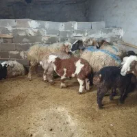 ۷راس میش شیره دار یکدست