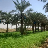 کلیه ی کارهای مربوط به نخل|خدمات باغبانی و درختکاری|اهواز, اهواز|دیوار
