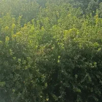 دو هکتار زمین تجاری و باغی