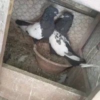 کبوتر - کبوتر سینه ای - معاوضه