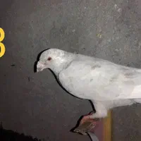 کفتر کبوتر|پرنده|مشهد, سمزقند|دیوار