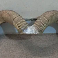 شاخ قوچ