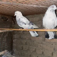 کبوتر  کفتر پرشی|پرنده|پاکدشت, خاتون آباد|دیوار