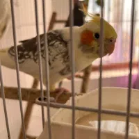 عروس هلندی|پرنده|تهران, سردارجنگل|دیوار