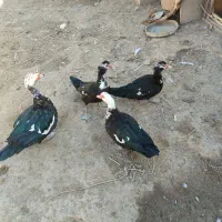 اردکخارجی|حیوانات مزرعه|نیمروز, |دیوار