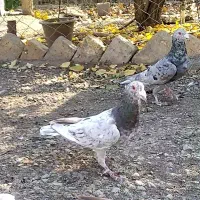 کبوتر کوهی نامه بر