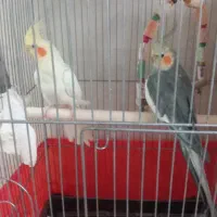 عروس هلندی جفت مولد تخم طلا