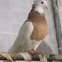 فروش کبوتر طوقی درجه یک