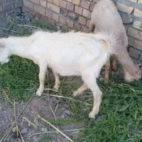 جفت بزغاله نروماده سانن اصل