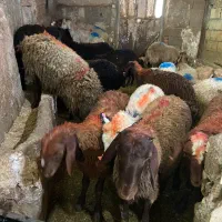 گوسفند زنده|حیوانات مزرعه|تهران, ده‌ونک|دیوار