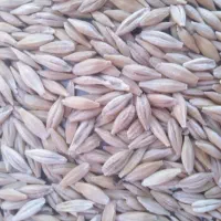 بذرجوبهاری