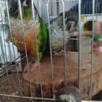 یک جفت گرینچیک نروماده به همراه قفس|پرنده|هشتگرد, شهرک ولیعصر (مهستان)|دیوار