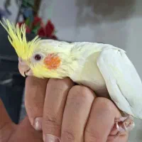 جوجه عروس هلندی رام و با کیفیت بالا|پرنده|کرمان, |دیوار