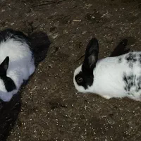 خرگوش سالم و سرحال|موش و خرگوش|بهشهر, |دیوار