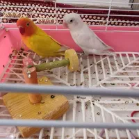 طوطی برزیلی زردوسفید