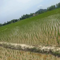 فروش یا معاوضه زمین ۵۰۰۰ متری با ماشین در  ناصران