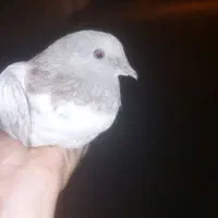 کبوتر تهرانی