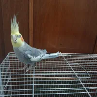 عروس هلندی نر