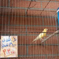 قناری نر وماده