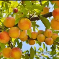 فروش باغ در سیسخت یاسوج|فروش زمین و ملک کلنگی|سیسخت, |دیوار