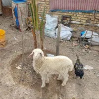 گوسفند  مطفل