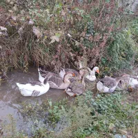 ۷ تا غاز سالم