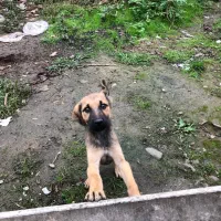 توله سگ نگهبان واگذاری|سگ|رشت, آتشگاه|دیوار