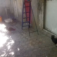 مرغ‌و‌خروس
