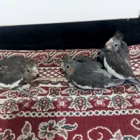 جوجه عروس هلندی|پرنده|چمران, |دیوار