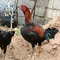 خروس لاری|حیوانات مزرعه|صوفیان, |دیوار