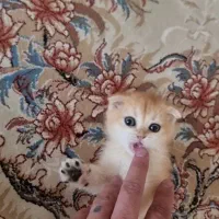 گربه بریتیش ماده