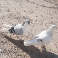 کبوتر|پرنده|جلگه شوقان, |دیوار