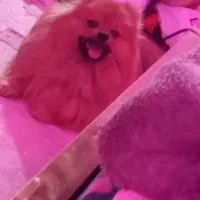 واگذاری پامر خرسی  نر