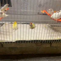 فنچ بنگالی گلدین