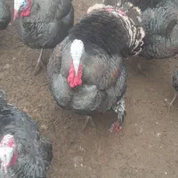 بوقلمون طبیعی نر هم گوشتی هم زینتی هم مولدی|حیوانات مزرعه|مشگین شهر, |دیوار