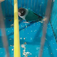 پرنده گمشده