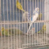 کلکسیونی بینظیرازدنیای مرغ عشق  آیهان|پرنده|خوی, |دیوار