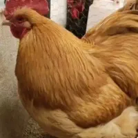 جوجه و تخم نطفه دار اورپینگتون