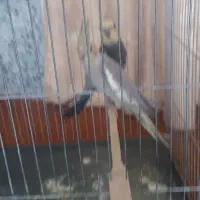 پرنده|پرنده|سبزوار, گلشن|دیوار